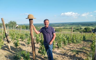 A fa, a szőlő és az ember