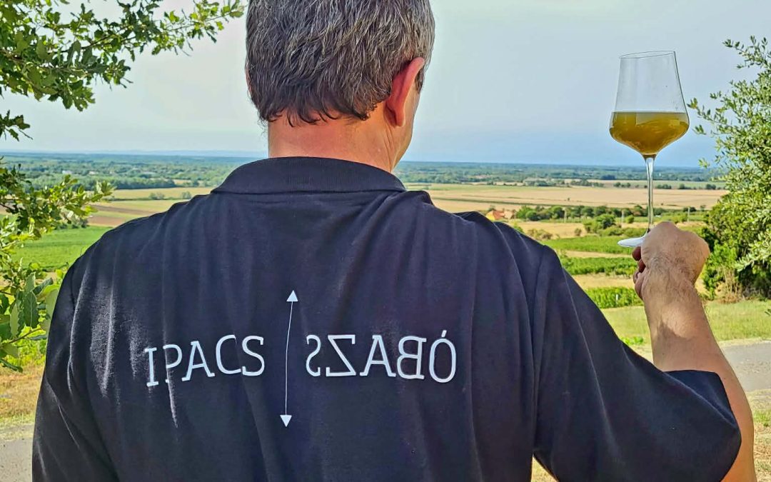 2026-os szüretindulás és egy új fehérbor első lépései